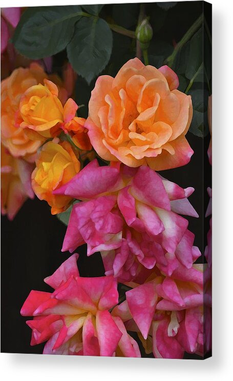 Floral Acrylic Print featuring the photograph Rose 284 by Pamela Cooper