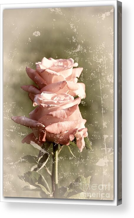 Rose Acrylic Print featuring the photograph Rose Old-Fashioned by Stefano Senise