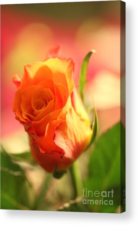 Background Acrylic Print featuring the photograph Rose on pink background II by Amanda Mohler