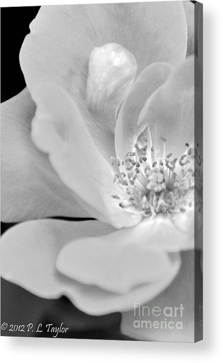 Shrub Rose Acrylic Print featuring the photograph Rose by Pamela Taylor