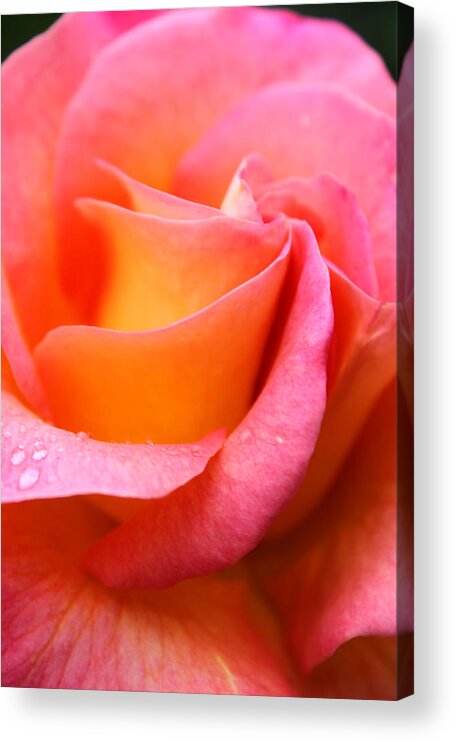 Rose. Flower Acrylic Print featuring the photograph Rose Petals by Kami McKeon