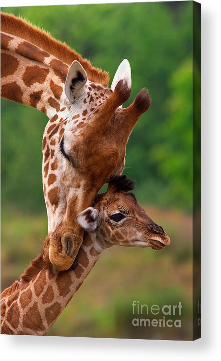 Africa Acrylic Print featuring the photograph Rothschild Giraffe with calf by Nick Biemans