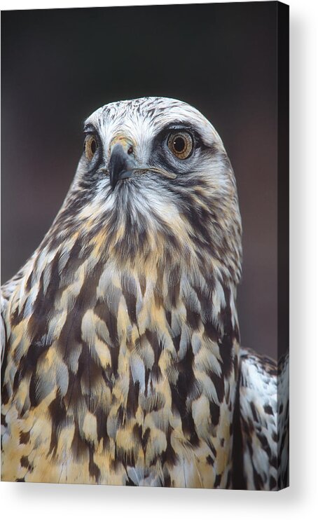 Feb0514 Acrylic Print featuring the photograph Rough-legged Hawk In Light Phase Vermont by Tom Vezo