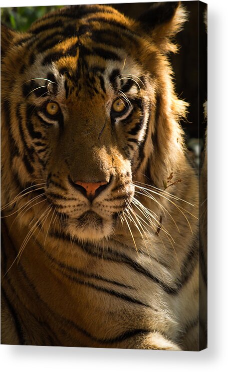 Tiger Acrylic Print featuring the photograph Royalty by SAURAVphoto Online Store