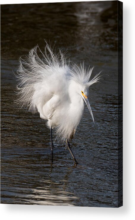 Snowy Egret Acrylic Print featuring the photograph Ruffled Feathers by Kathleen Bishop