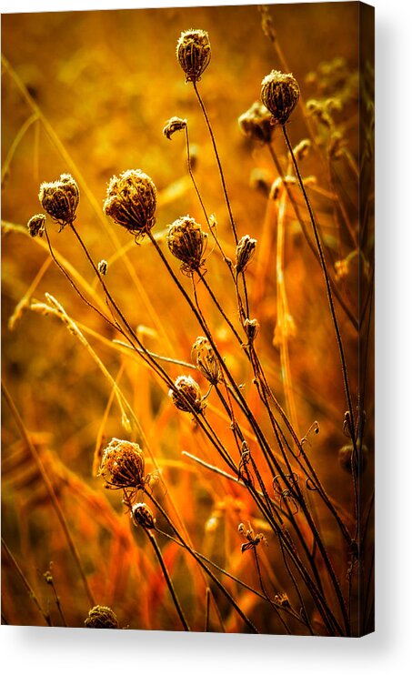 Abstract Acrylic Print featuring the photograph Rustic Weeds by Brian Stevens