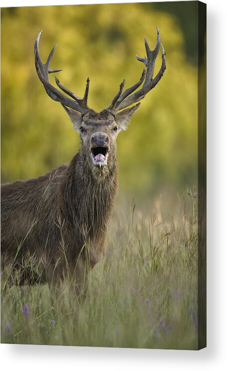 Red Deer Acrylic Print featuring the photograph Rut by Jack Milchanowski