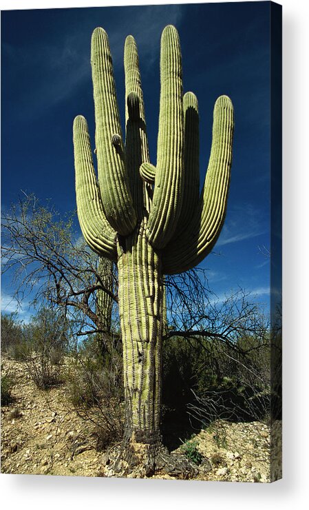 00205748 Acrylic Print featuring the photograph Saguaro Cactus by Gerry Ellis