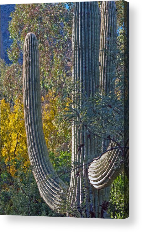 Fall Color Acrylic Print featuring the photograph Saguaro Fall Color by Tam Ryan