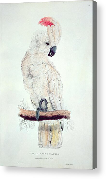 Exotic Acrylic Print featuring the painting Salmon Crested Cockatoo by Edward Lear