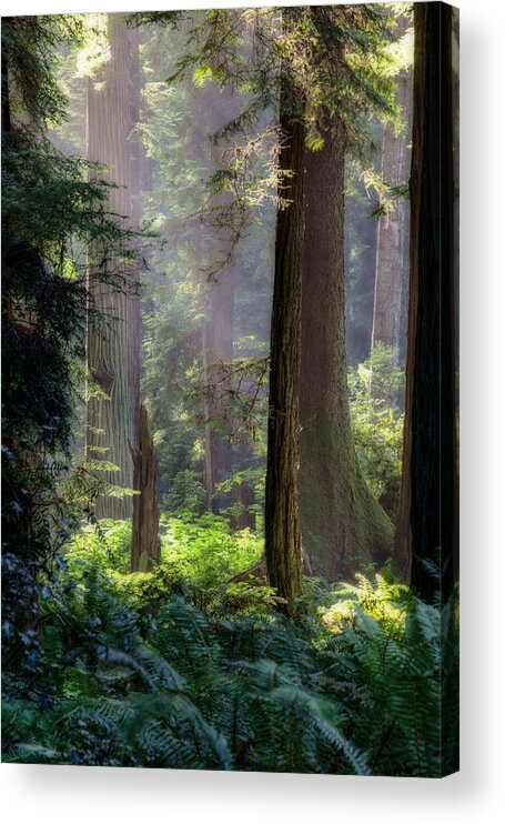 Tree Acrylic Print featuring the photograph Sanctuary by Mark Alder