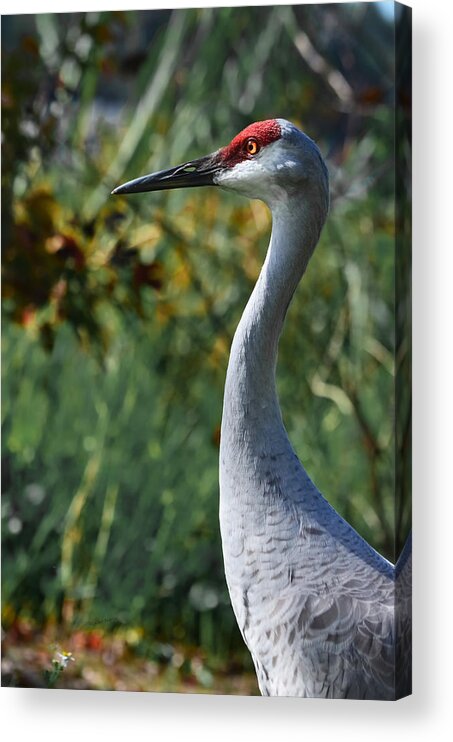 Crane Acrylic Print featuring the photograph Sandhill Crane Profile by DigiArt Diaries by Vicky B Fuller