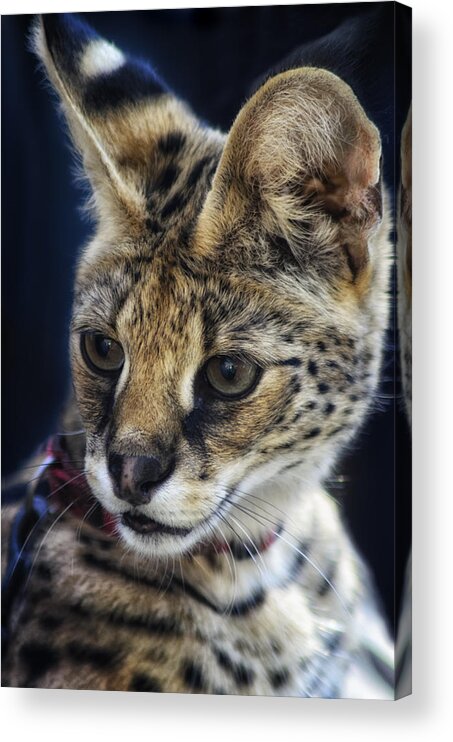 Savannah Jungle Cat Acrylic Print featuring the photograph Savannah Jungle Cat by Camille Lopez