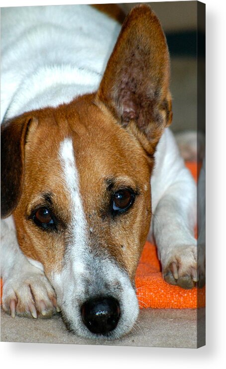 Dog Acrylic Print featuring the photograph Scrappy the Jack Russell by Lehua Pekelo-Stearns