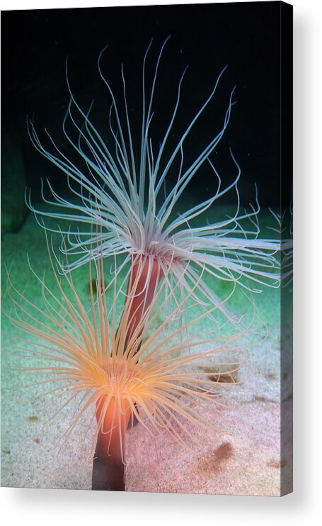 Sea Anenomes Acrylic Print featuring the photograph Sea Anemones by Amelia Racca