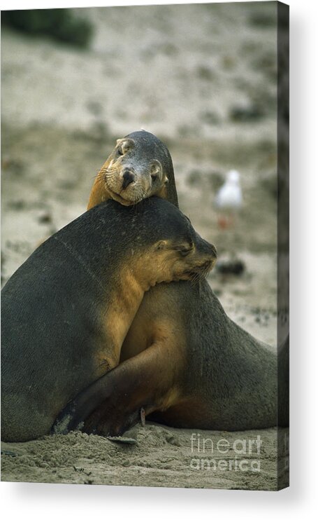 Sea Lion Acrylic Print featuring the photograph Sea Lions by Gregory G. Dimijian