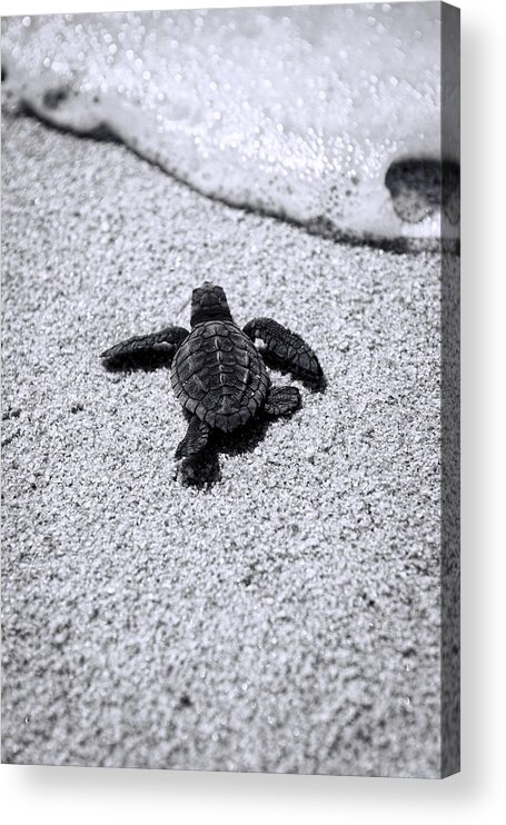 #faatoppicks Acrylic Print featuring the photograph Sea Turtle by Sebastian Musial