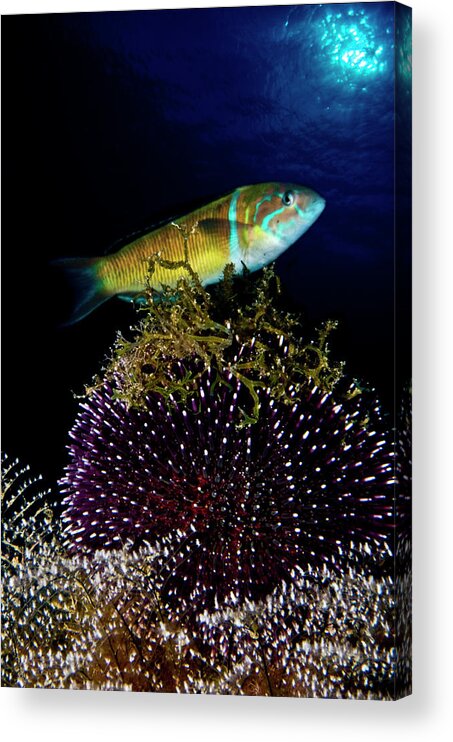 Underwater Acrylic Print featuring the photograph Sea Urchin And Fish by © Francesco Pacienza