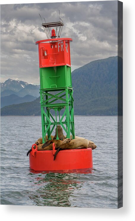 Alaska Acrylic Print featuring the photograph Seals Resting On Buoy by Tom Norring
