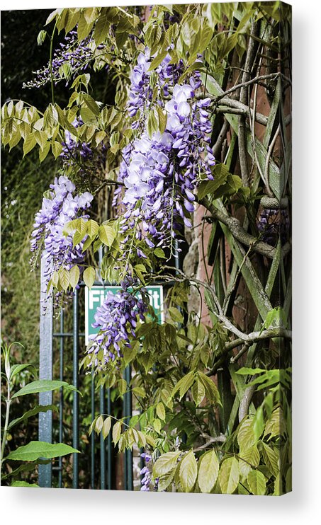 Gate Acrylic Print featuring the photograph Secret Garden by Spikey Mouse Photography