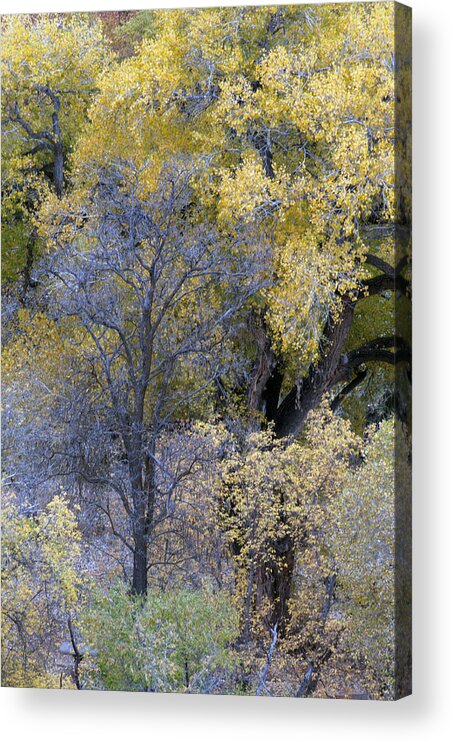 Fall Color Acrylic Print featuring the photograph Sedona Fall Color by Tam Ryan