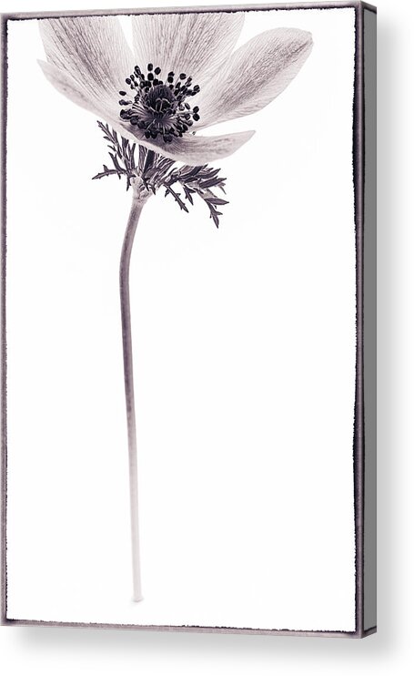 Anemone Acrylic Print featuring the photograph Sepia and Sharp by Caitlyn Grasso