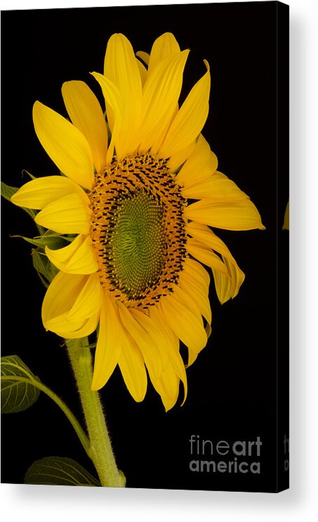 Oregon Acrylic Print featuring the photograph September Delight by Nick Boren