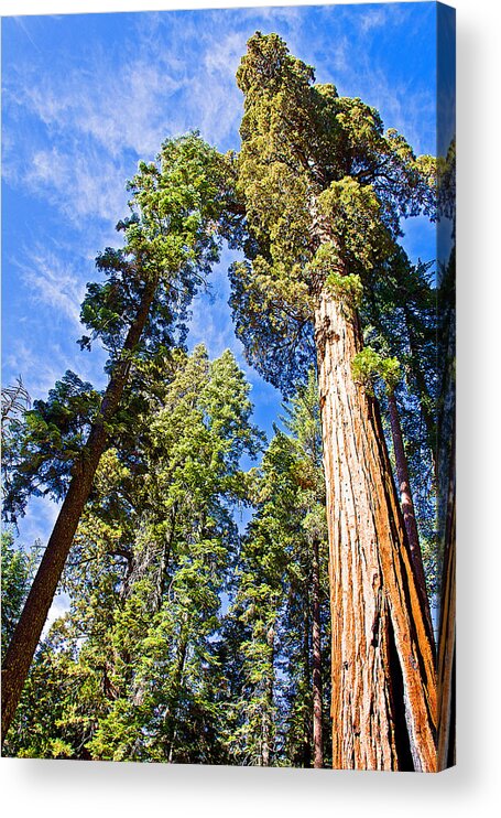 Sequoias Reaching To The Clouds In Mariposa Grove In Yosemite National Park Acrylic Print featuring the photograph Sequoias Reaching to the Clouds in Mariposa Grove in Yosemite National Park, California by Ruth Hager
