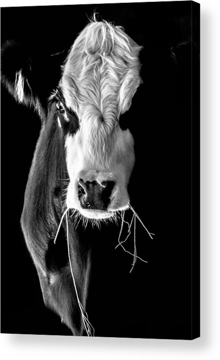 Agriculture Acrylic Print featuring the photograph Shades of Moo by Brian Stevens