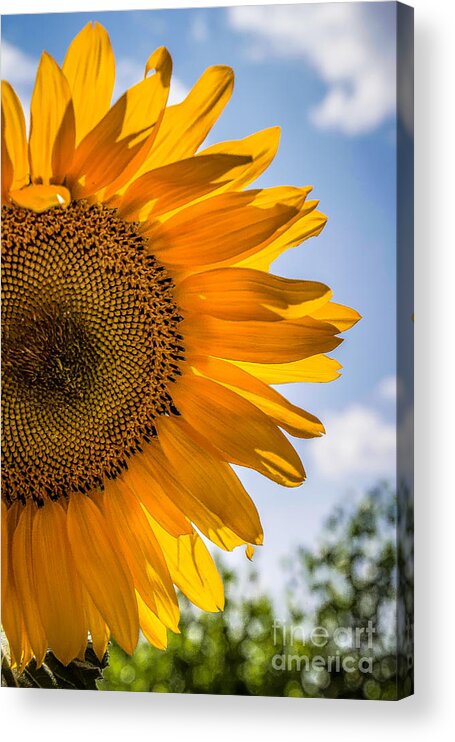 Sunflowers Acrylic Print featuring the photograph Shades of Yellow by Jim McCain