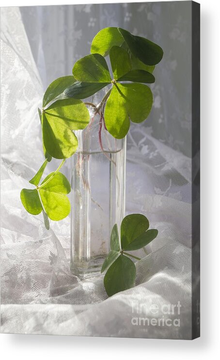 Shamrock Acrylic Print featuring the photograph Shamrocks in a Vintage Bottle by MM Anderson