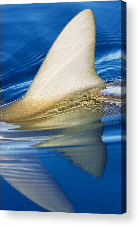 Above Acrylic Print featuring the photograph Shark Fin and Reflections by Dave Fleetham - Printscapes