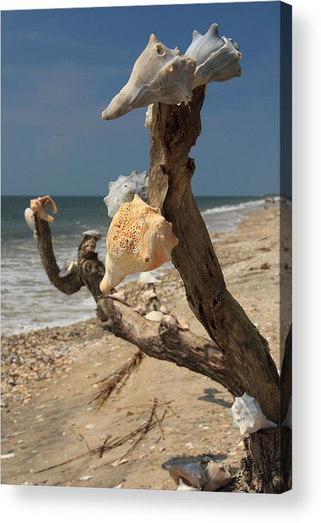 South Carolina Acrylic Print featuring the photograph Shell Art by Patricia Schaefer