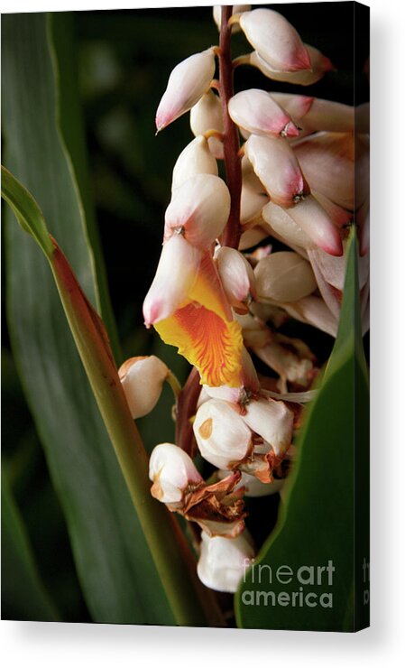 Flowers Acrylic Print featuring the photograph Shell Ginger by Kathy McClure