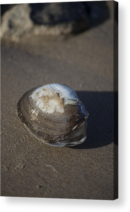 Sea Shell Acrylic Print featuring the photograph Shell or someone's dinner by Spikey Mouse Photography
