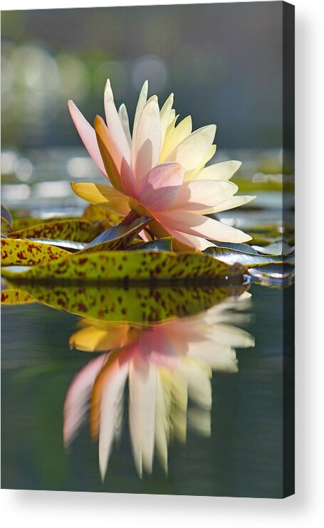 Water Lily Acrylic Print featuring the photograph Shining Water Lily by Leda Robertson