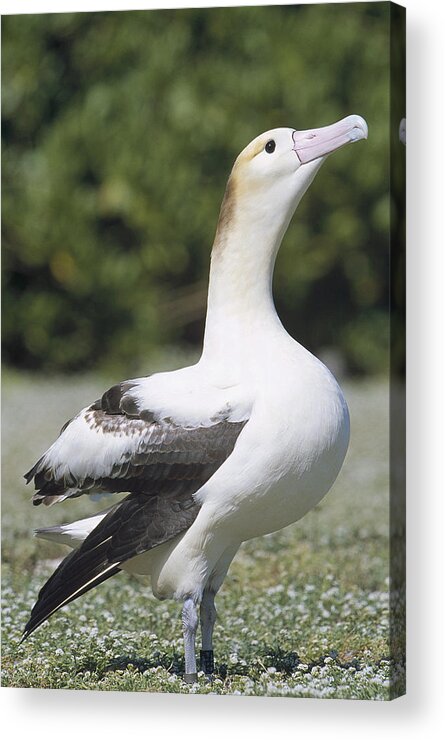 Feb0514 Acrylic Print featuring the photograph Short-tailed Albatross Lone Female by Tui De Roy