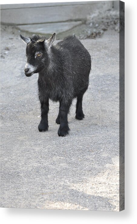 Animals Acrylic Print featuring the photograph Shorty by Jan Amiss Photography
