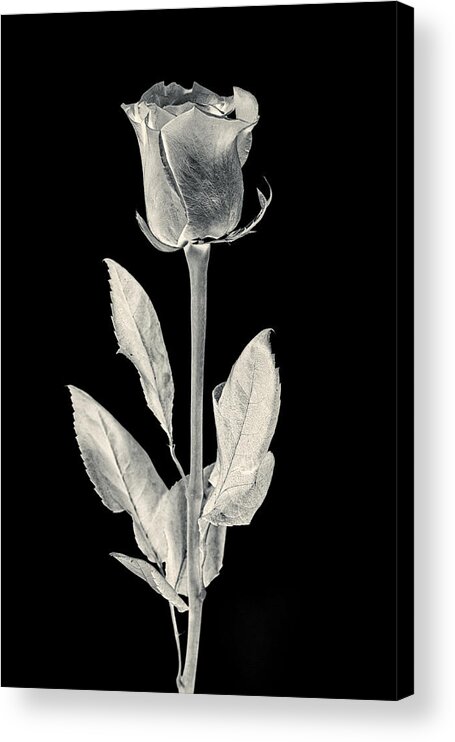 3scape Acrylic Print featuring the photograph Silver Rose by Adam Romanowicz