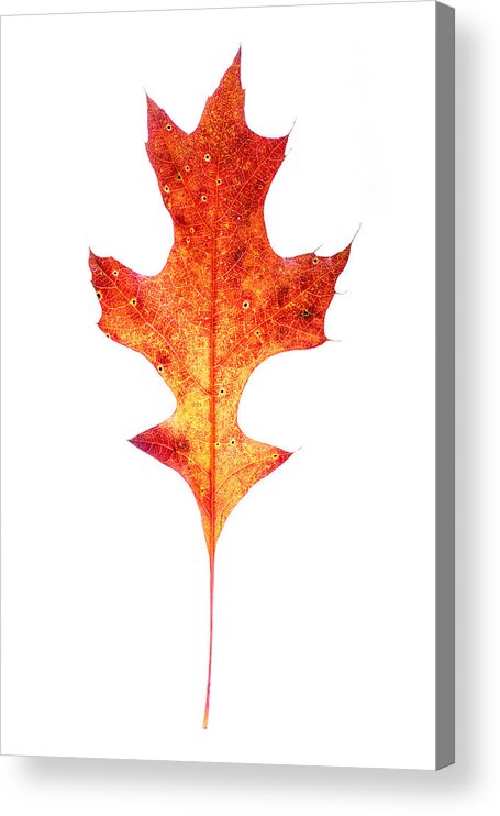 Autumn Acrylic Print featuring the photograph Single Oak Leaf by Chris Bordeleau