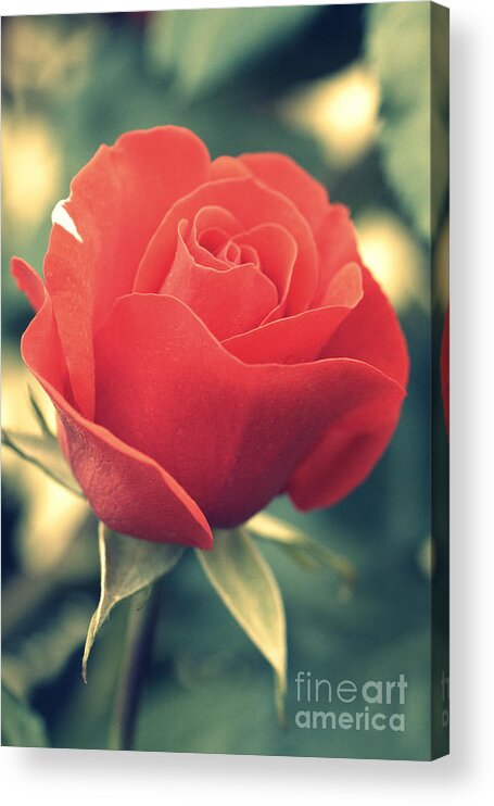 Gift Acrylic Print featuring the photograph Single red Rose by Amanda Mohler