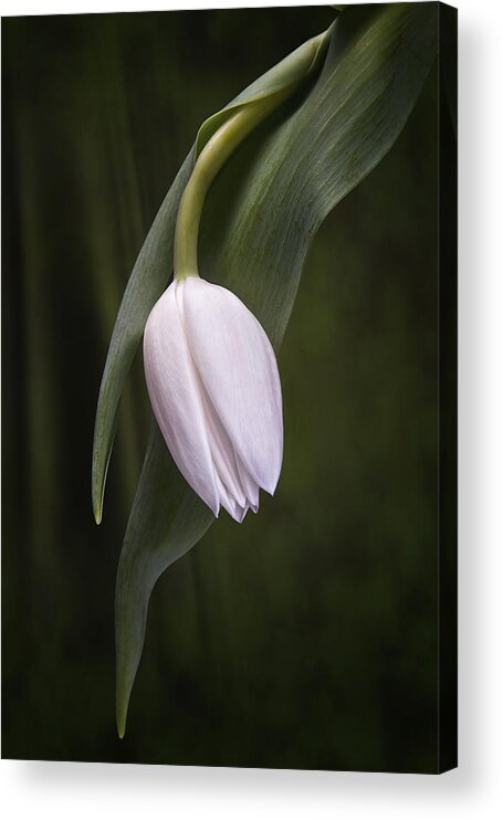Arrangement Acrylic Print featuring the photograph Single Tulip Still Life by Tom Mc Nemar