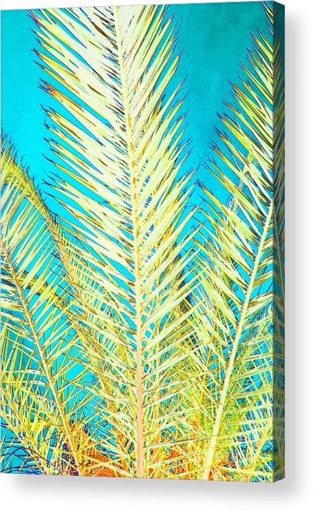 Palms Acrylic Print featuring the photograph Sketchy Palm Fronds by Jeanne Forsythe