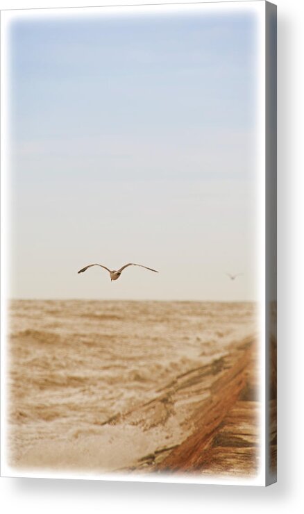 Seagull Acrylic Print featuring the photograph Sky Surfing by Max Mullins