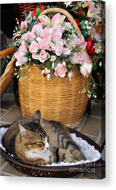 Lesvos; Lesbos; Mytilini; Mitilini; Mytilene; City; Town; Cat Acrylic Print featuring the photograph Sleeping cat at flower shop by George Atsametakis