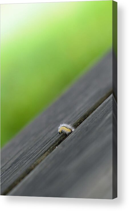 Slowly But Surely Acrylic Print featuring the photograph Slowly but Surely by Lisa Phillips