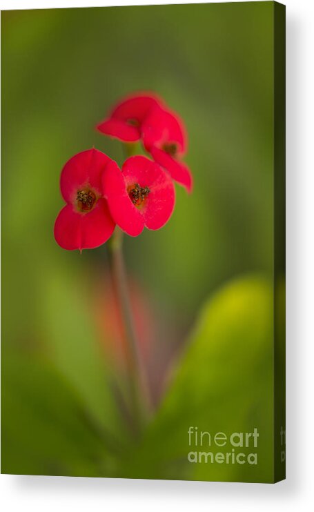 Red Acrylic Print featuring the photograph Small red flowers with blurry background by Jaroslaw Blaminsky