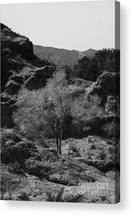 Small Acrylic Print featuring the photograph Small Tree by Kathleen Struckle