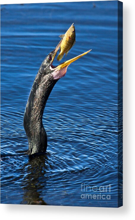 Adult Acrylic Print featuring the photograph Snakebird by Ronald Lutz