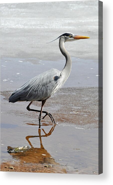 Heron Acrylic Print featuring the photograph Sneaky Pretty by RJ Martens